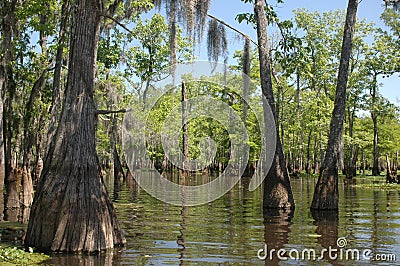 Louisiana Bayou Stock Photo