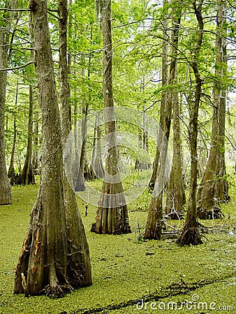 Louisiana bayou Stock Photo