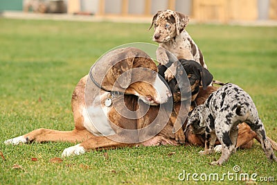 Louisiana Catahoula with puppies Stock Photo