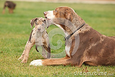 Louisiana Catahoula with puppy Stock Photo