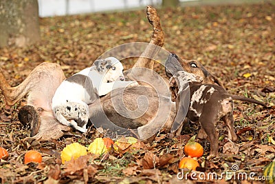 Louisiana Catahoula dog playing with puppies Stock Photo