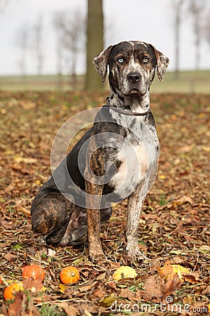 Louisiana Catahoula dog in Autumn Stock Photo