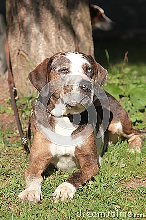 Louisiana Catahoula Leopard dog Stock Photo