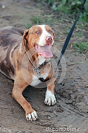 Louisiana Catahoula Leopard dog Stock Photo