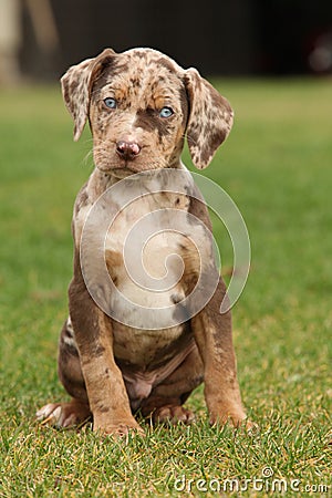 Louisiana Catahoula puppy on the grass Stock Photo