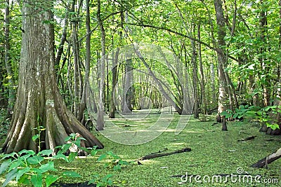 Louisiana Cypress Bayou Stock Photo