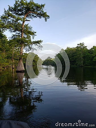 Louisiana cypress Stock Photo