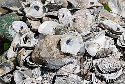 Louisiana Oyster Shells Stock Photo