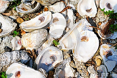 Louisiana Oyster Shells Stock Photo