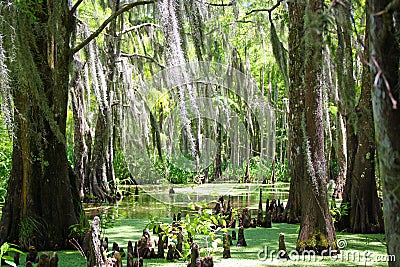 Louisiana Swamp Stock Photo