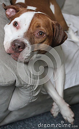 Lounging Dog Stock Photo