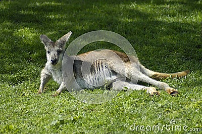 Lounging Kangaroo Stock Photo