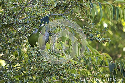 Lourie bird hidden in a tree Stock Photo