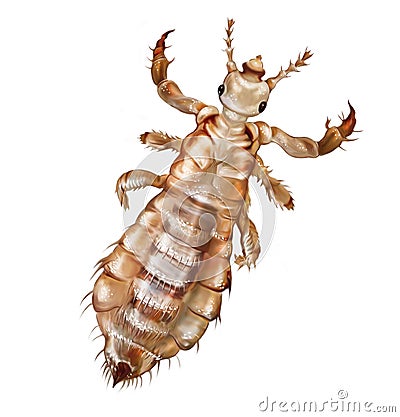 Louse Anoplura, realistic drawing Cartoon Illustration