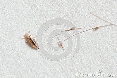 Louse and nits cocoons on white paper background Stock Photo