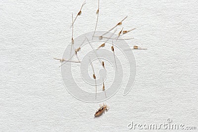 Louse and nits cocoons on white paper background Stock Photo