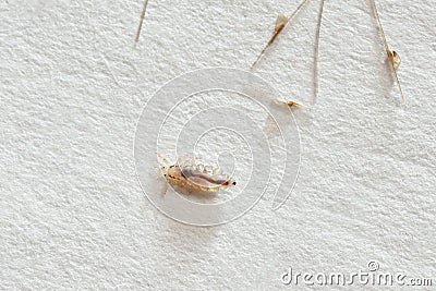 Louse and nits cocoons on white paper background Stock Photo