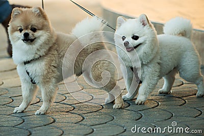 They are so lovable. Pomeranian spitz dogs walk on leash. Pedigree dogs. Dog pets outdoor. Cute small dogs playing Stock Photo