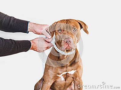 Lovable, pretty puppy of brown color and its caring owner Stock Photo