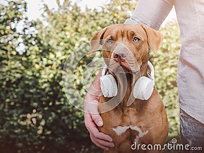 Lovable, pretty puppy of brown color and white, stylish headphones Stock Photo