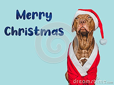 Lovable, pretty puppy and Santa Claus Hat Stock Photo