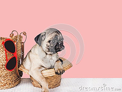 Lovable, pretty puppy, travel bag and sunglasses Stock Photo