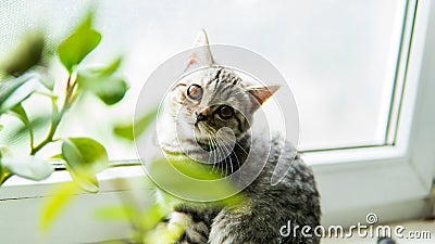 Lovable scottish fold cat window plant happy Stock Photo