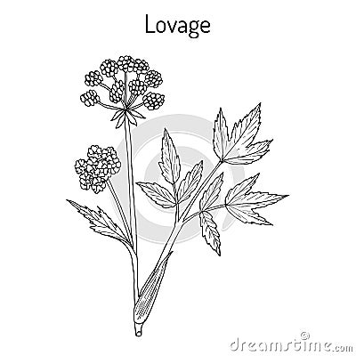 Lovage levisticum officinale , culinary and medicinal herb Vector Illustration