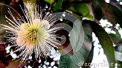 love apple flower having beautiful whiskers Stock Photo