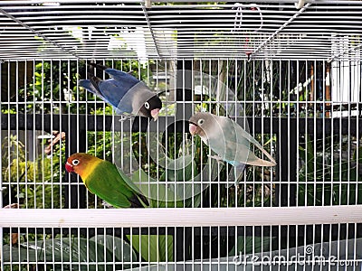Love bird Agapornis in a cage Stock Photo