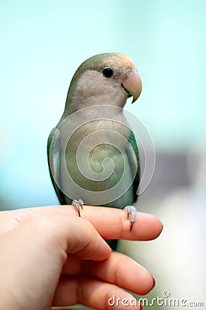 Love Bird on Finger Stock Photo