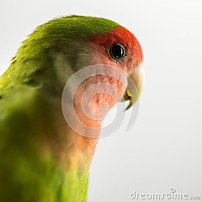 Love bird Stock Photo