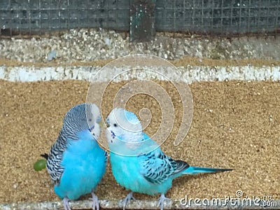 Love birds Stock Photo