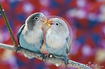 Love birds Stock Photo