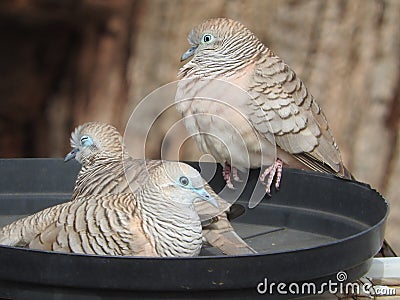 Love birds Peaceful Doves resting in the feed bowl. Stock Photo