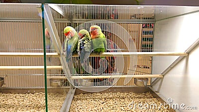 Love birds in pet shop Stock Photo