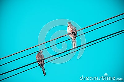 Love of birds, Two little birds on electric cable line, Birds perched on electrical wires with clear vintage sky as background Stock Photo