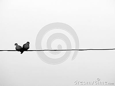 Love birds on a wire Stock Photo