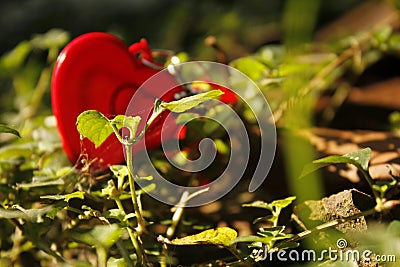 Love with blurred background Stock Photo