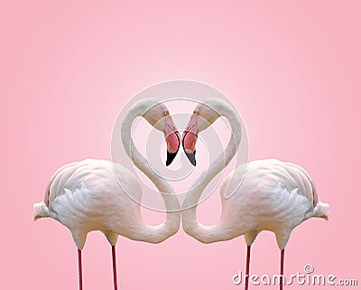 Love concept shape heart of couple flamingo on pink background Stock Photo