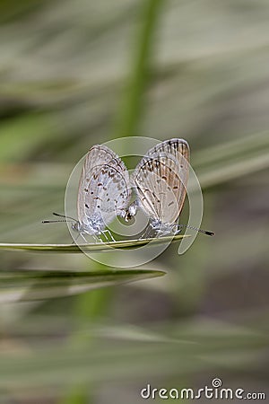 Love couple butterfly, mating pair of butterflies, close up. Bali, Indonesia Stock Photo