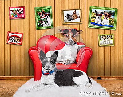 Love couple sofa dogs Stock Photo