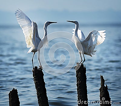 Love egrets Stock Photo