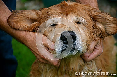 The love for his Dog and loyal friend Stock Photo