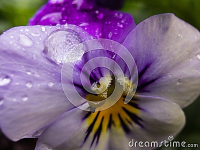 A Love In Idleness in the rain Stock Photo