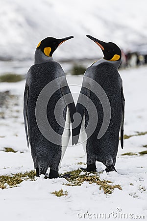 An in love King Penguin couple exchanges tenderness on Fortuna Bay, South Georgia, Antarctica Stock Photo