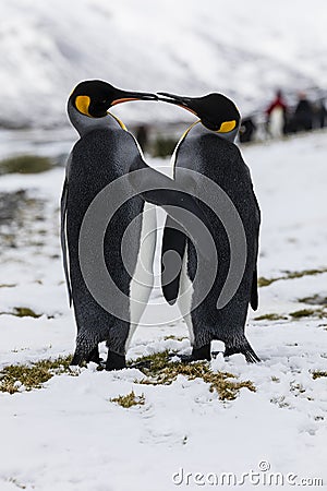 An in love King Penguin couple exchanges tenderness on Fortuna Bay, South Georgia, Antarctica Stock Photo