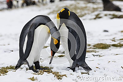 An in love King Penguin couple exchanges tenderness on Fortuna Bay, South Georgia, Antarctica Stock Photo