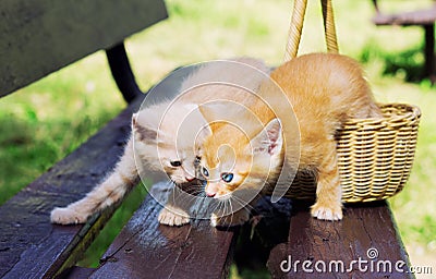 Love kittens in the basket, focus on a red kitten Stock Photo