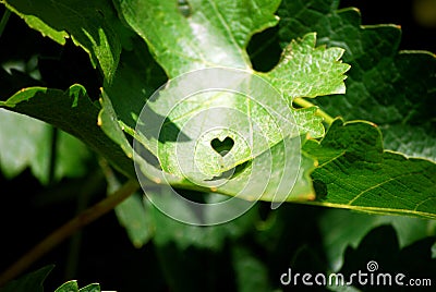 Love Leaf Stock Photo